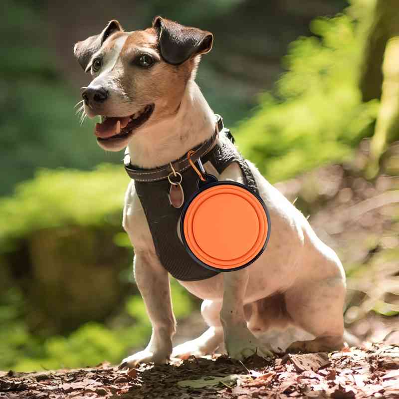 Folding dog bowl